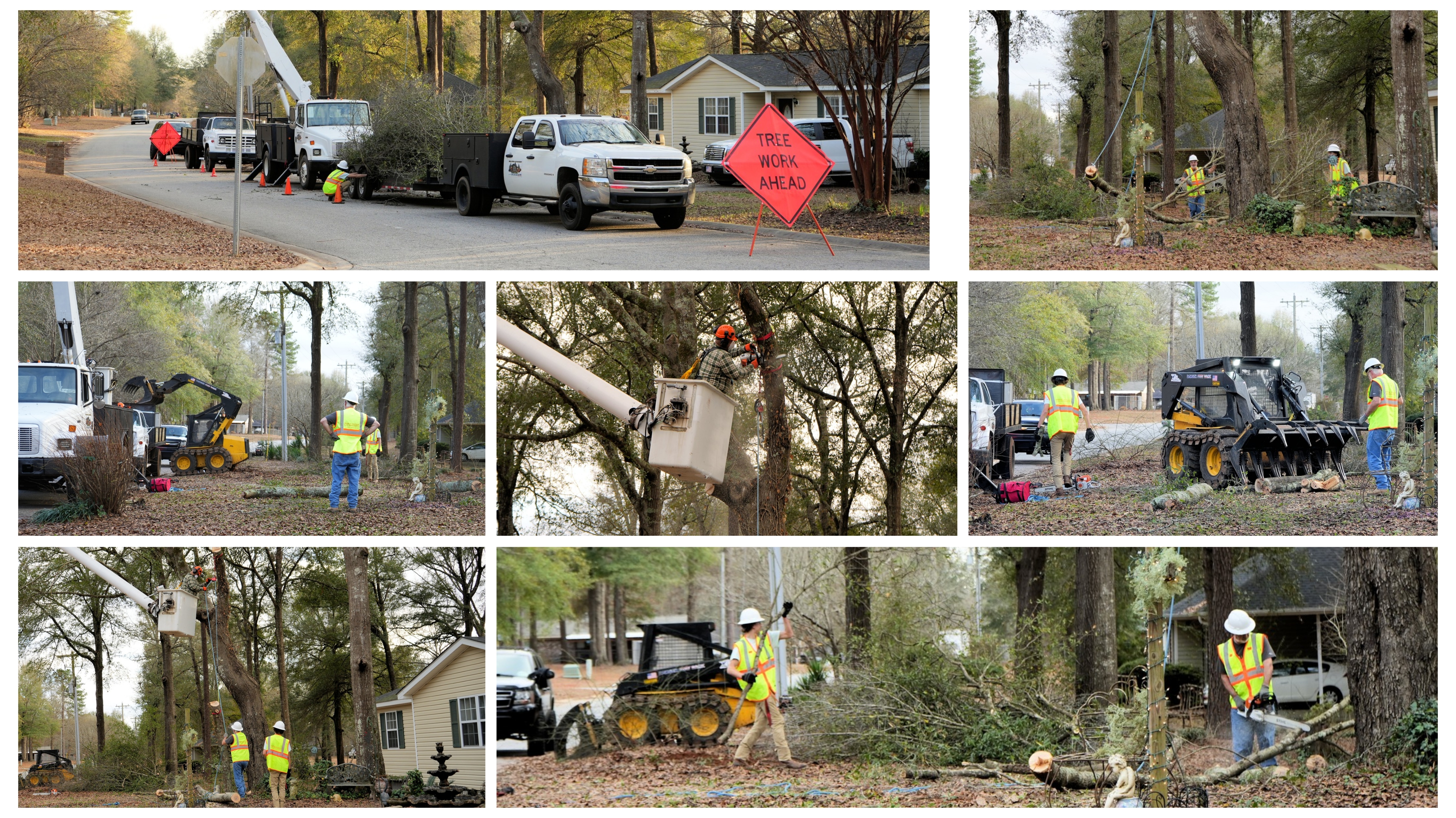 Tree Work